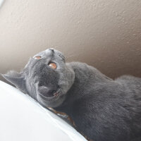 British Shorthair, Kedi  Şila fotoğrafı