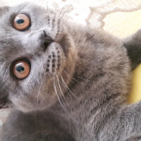 British Shorthair, Kedi  Şila fotoğrafı