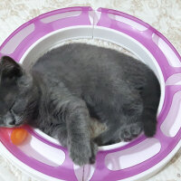 British Shorthair, Kedi  Şila fotoğrafı