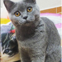 British Shorthair, Kedi  Şila fotoğrafı