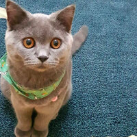 British Shorthair, Kedi  Şila fotoğrafı