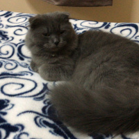 Scottish Fold, Kedi  Bebiş fotoğrafı