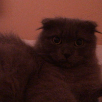 Scottish Fold, Kedi  Bebiş fotoğrafı