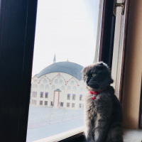 Scottish Fold, Kedi  Bebiş fotoğrafı