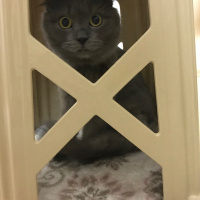 Scottish Fold, Kedi  Bebiş fotoğrafı