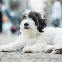 Maltese, Köpek  hachiko fotoğrafı