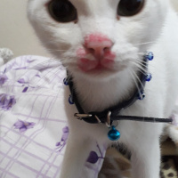 Exotic Shorthair, Kedi  roni fotoğrafı