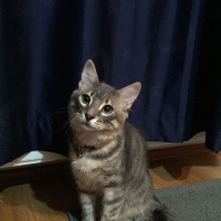 Tekir Kedi, Kedi  Zargana fotoğrafı