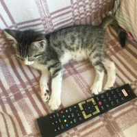 Tekir Kedi, Kedi  Bihter fotoğrafı