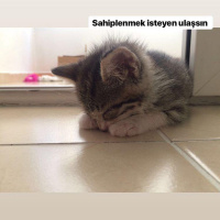 Tekir Kedi, Kedi  Bihter fotoğrafı