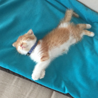 Scottish Fold, Kedi  Boncuk fotoğrafı