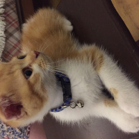 Scottish Fold, Kedi  Boncuk fotoğrafı