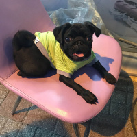 Pug, Köpek  Linda fotoğrafı