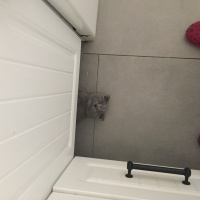 Scottish Fold, Kedi  Cosmo fotoğrafı