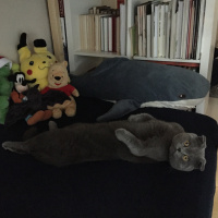 Scottish Fold, Kedi  Cosmo fotoğrafı