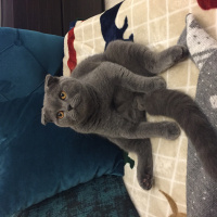 Scottish Fold, Kedi  Cosmo fotoğrafı