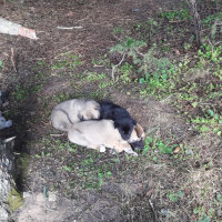 Kangal, Köpek  Panter fotoğrafı