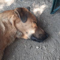 Kangal, Köpek  Panter fotoğrafı