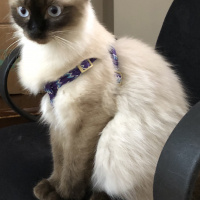 Ragdoll, Kedi  Lucy fotoğrafı