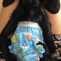Amerikan Cocker Spaniel, Köpek  Sibo fotoğrafı