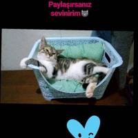 Tekir Kedi, Kedi  Badecan fotoğrafı