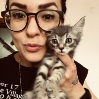 Tekir Kedi, Kedi  Köpük fotoğrafı