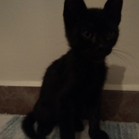 Tekir Kedi, Kedi  Zeytin fotoğrafı