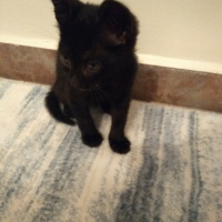 Tekir Kedi, Kedi  Zeytin fotoğrafı