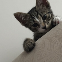Tekir Kedi, Kedi  Boncuk fotoğrafı