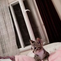 Tekir Kedi, Kedi  Boncuk fotoğrafı