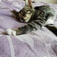 Tekir Kedi, Kedi  Boncuk fotoğrafı