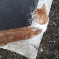 Tekir Kedi, Kedi  PasPas fotoğrafı