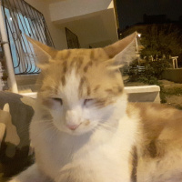 Tekir Kedi, Kedi  PasPas fotoğrafı