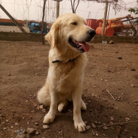 Golden Retriever, Köpek  Paşa fotoğrafı