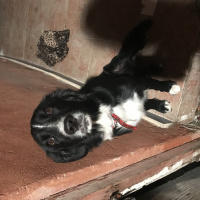 Border Collie, Köpek  Zeyna fotoğrafı