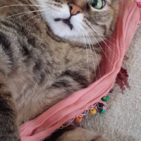 Tekir Kedi, Kedi  Matilda fotoğrafı
