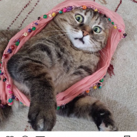 Tekir Kedi, Kedi  Matilda fotoğrafı