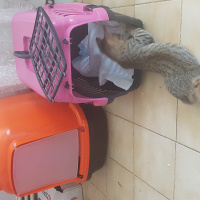 Tekir Kedi, Kedi  Kurabiye fotoğrafı