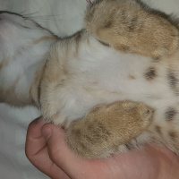 Tekir Kedi, Kedi  Kurabiye fotoğrafı