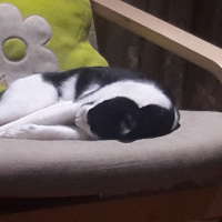 Tuxedo (Smokin) Kedi, Kedi  Mio fotoğrafı