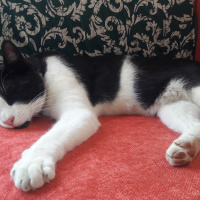 Tuxedo (Smokin) Kedi, Kedi  Mio fotoğrafı
