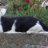 Tuxedo (Smokin) Kedi, Kedi  Mio fotoğrafı