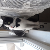 Tuxedo (Smokin) Kedi, Kedi  Mio fotoğrafı