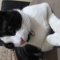 Tuxedo (Smokin) Kedi, Kedi  Mio fotoğrafı