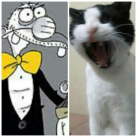 Tuxedo (Smokin) Kedi, Kedi  Mio fotoğrafı