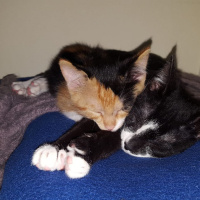Tekir Kedi, Kedi  lucy fotoğrafı