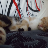 Tekir Kedi, Kedi  lucy fotoğrafı