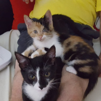 Tekir Kedi, Kedi  lucy fotoğrafı