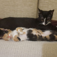 Tekir Kedi, Kedi  lucy fotoğrafı