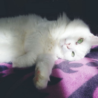 Van Kedisi, Kedi  Pamuk fotoğrafı